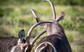 Garden Route Safari Camp